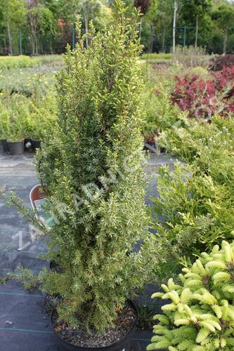 Jalovec obecný 'Compressa' - Juniperus communis 'Compressa'