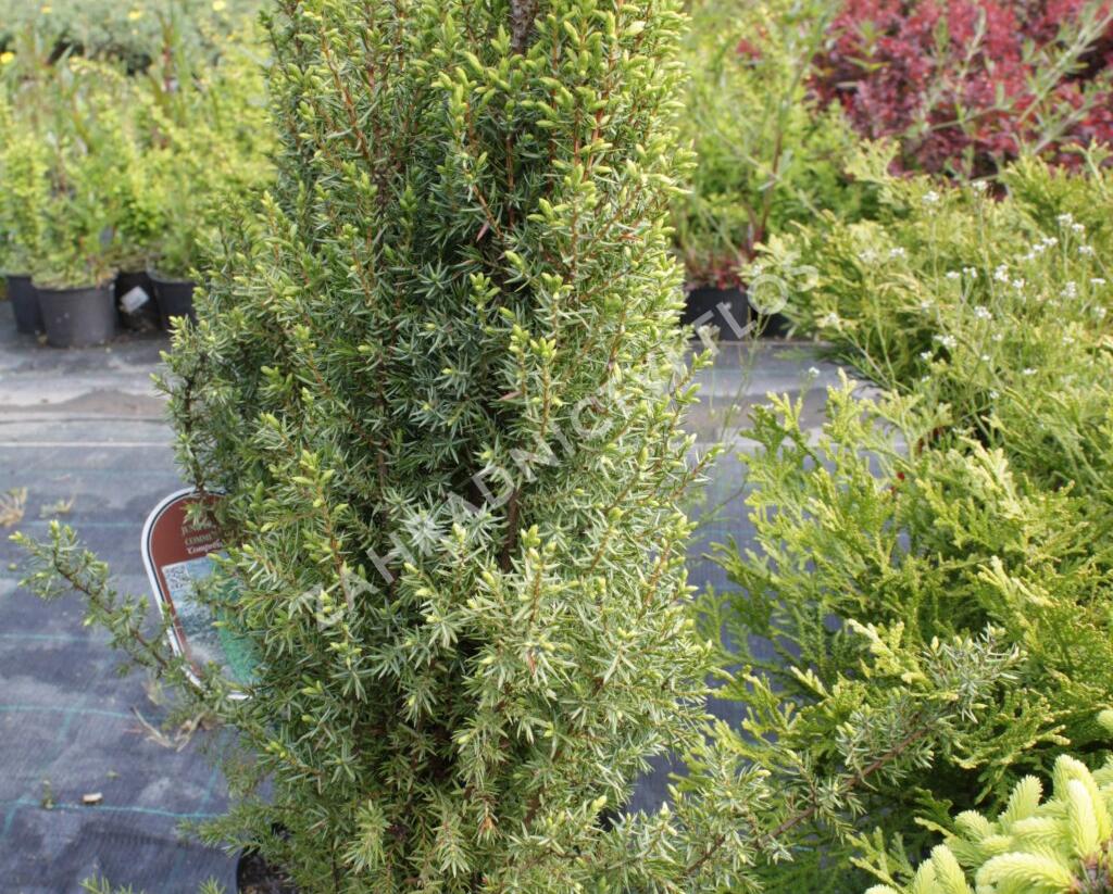 Jalovec obecný 'Compressa' - Juniperus communis 'Compressa'