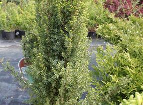 Jalovec obecný 'Compressa' - Juniperus communis 'Compressa'