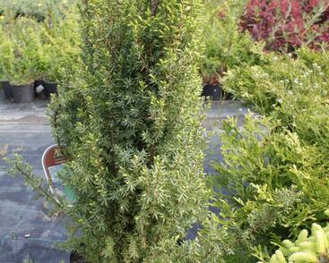 Jalovec obecný 'Compressa'