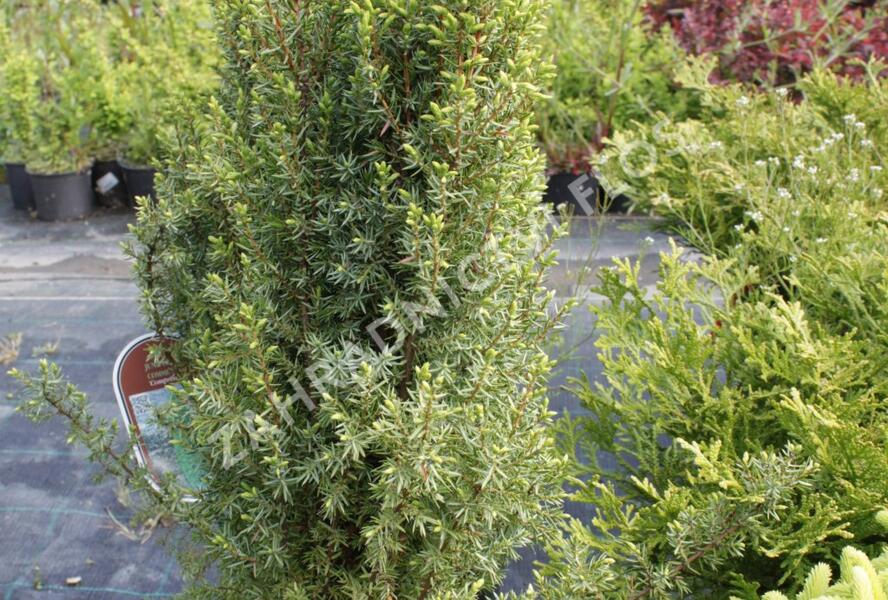 Jalovec obecný 'Compressa' - Juniperus communis 'Compressa'