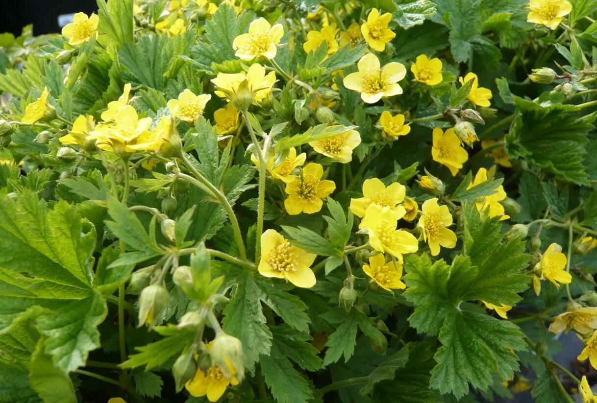 Mochnička kuklíkovitá - Waldsteinia geoides