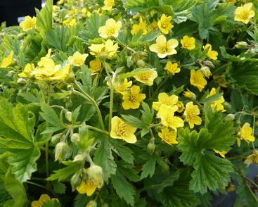 Mochnička kuklíkovitá