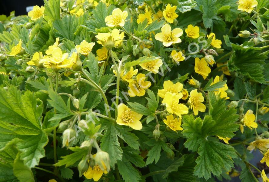 Mochnička kuklíkovitá - Waldsteinia geoides