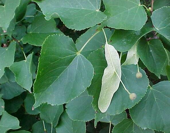 Lípa srdčitá 'Greenspire' - Tilia cordata 'Greenspire'