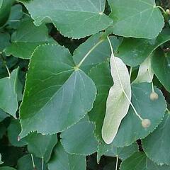 Lípa srdčitá 'Greenspire' - Tilia cordata 'Greenspire'