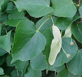 Lípa srdčitá 'Greenspire' - Tilia cordata 'Greenspire'