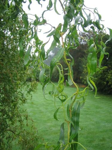 Vrba Matsudova 'Tortuosa' - Salix matsudana 'Tortuosa'