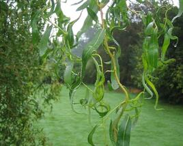 Vrba Matsudova 'Tortuosa'