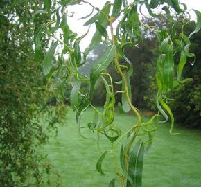 Vrba Matsudova 'Tortuosa' - Salix matsudana 'Tortuosa'