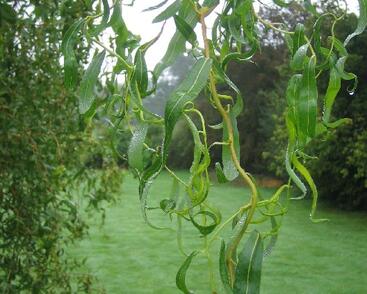 Vrba Matsudova 'Tortuosa'