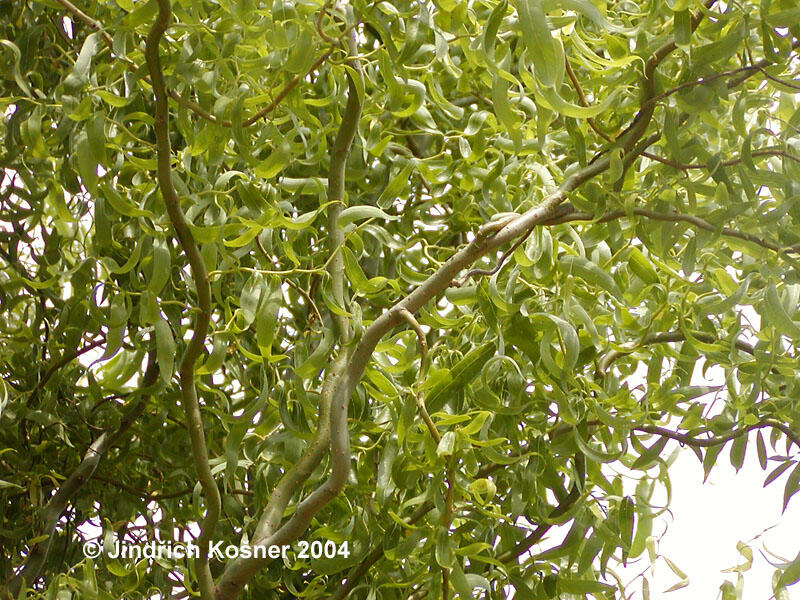 Vrba Matsudova 'Tortuosa' - Salix matsudana 'Tortuosa'