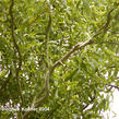Vrba Matsudova 'Tortuosa' - Salix matsudana 'Tortuosa'