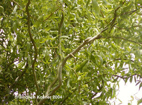Vrba Matsudova 'Tortuosa' - Salix matsudana 'Tortuosa'