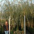 Vrba babylonská 'Aurea' - Salix babylonica 'Aurea'