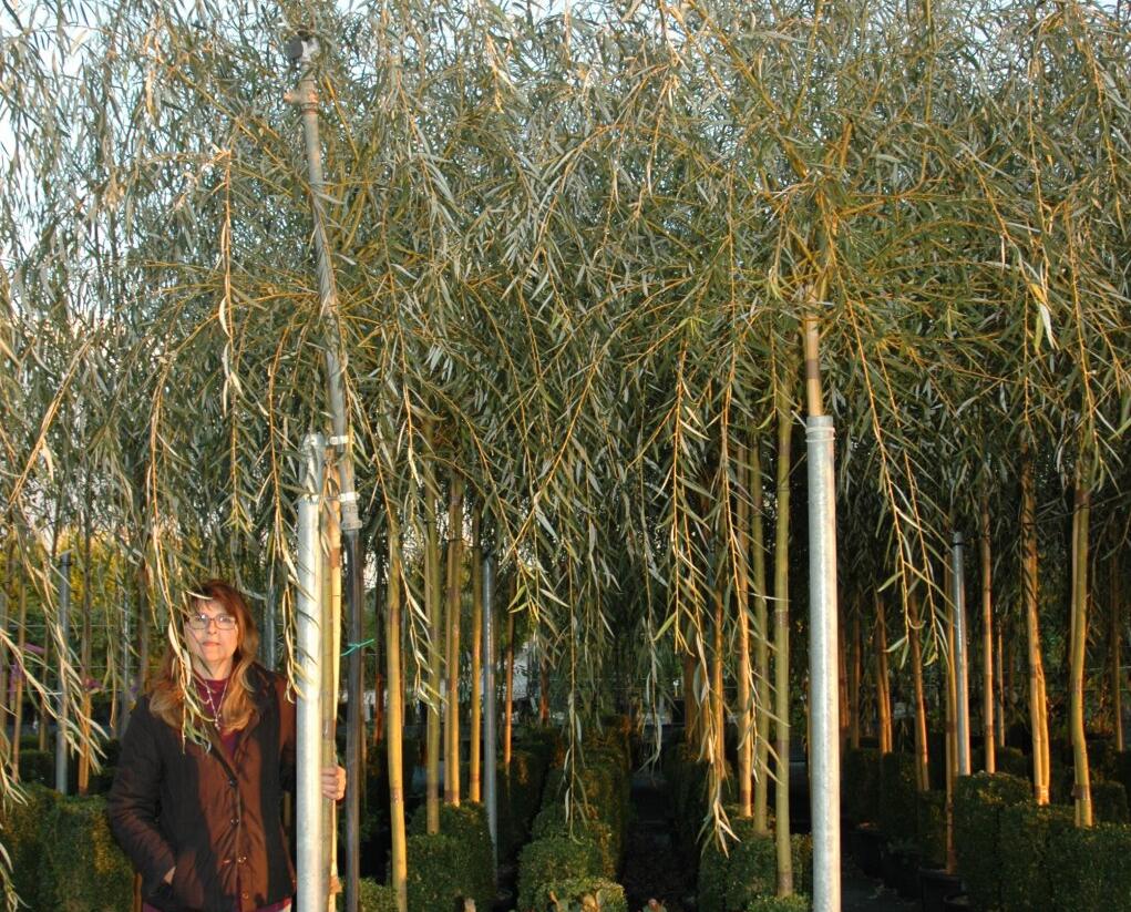 Vrba babylonská 'Aurea' - Salix babylonica 'Aurea'