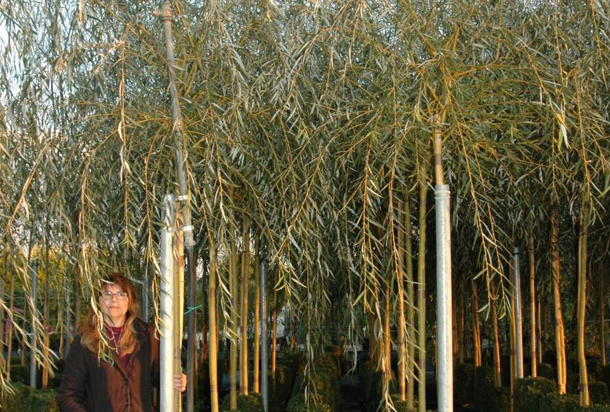 Vrba babylonská 'Aurea' - Salix babylonica 'Aurea'