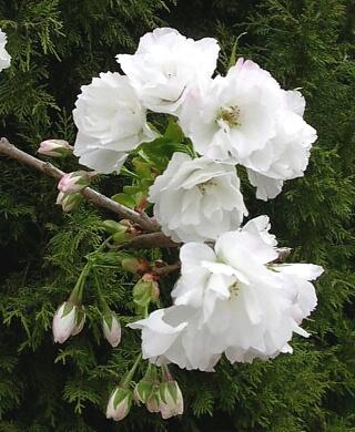 Višeň pilovitá 'Shirotae' - Prunus serrulata 'Shirotae'