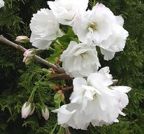 Višeň pilovitá 'Shirotae' - Prunus serrulata 'Shirotae'