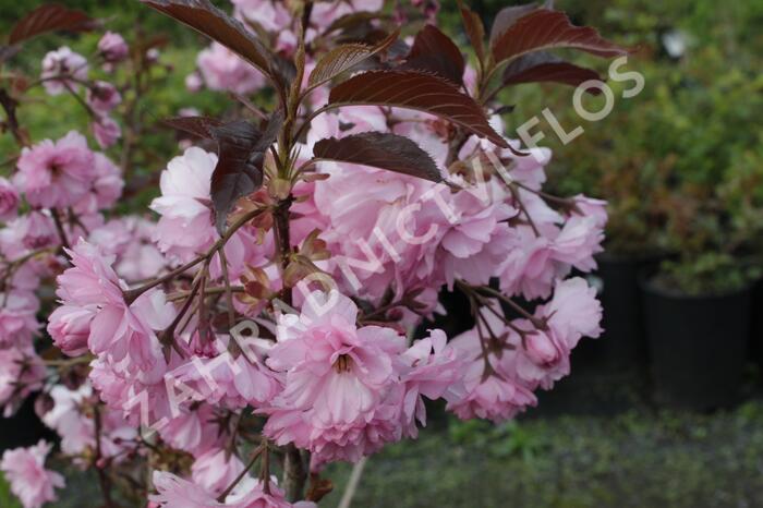 Višeň pilovitá 'Royal Burgundy' - Prunus serrulata 'Royal Burgundy'