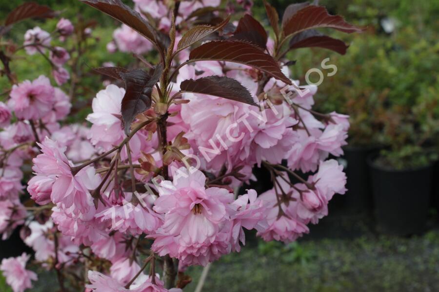 Višeň pilovitá 'Royal Burgundy' - Prunus serrulata 'Royal Burgundy'