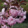 Višeň pilovitá 'Royal Burgundy' - Prunus serrulata 'Royal Burgundy'