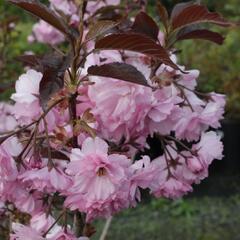 Višeň pilovitá 'Royal Burgundy' - Prunus serrulata 'Royal Burgundy'