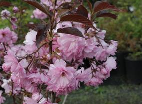 Višeň pilovitá, sakura 'Royal Burgundy' - Prunus serrulata 'Royal Burgundy'