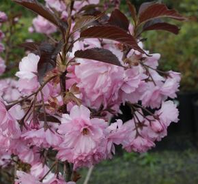 Višeň pilovitá 'Royal Burgundy' - Prunus serrulata 'Royal Burgundy'