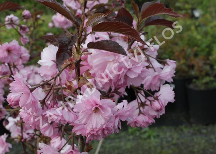 Višeň pilovitá 'Royal Burgundy' - Prunus serrulata 'Royal Burgundy'