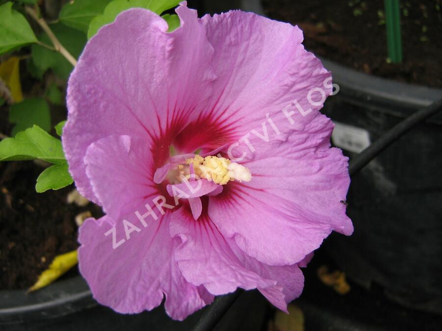 Ibišek syrský 'Lavender Chiffon' - Hibiscus syriacus 'Lavender Chiffon'