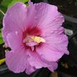 Ibišek syrský 'Lavender Chiffon' - Hibiscus syriacus 'Lavender Chiffon'