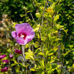 Ibišek syrský 'Lavender Chiffon' - Hibiscus syriacus 'Lavender Chiffon'