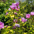 Ibišek syrský 'Lavender Chiffon' - Hibiscus syriacus 'Lavender Chiffon'