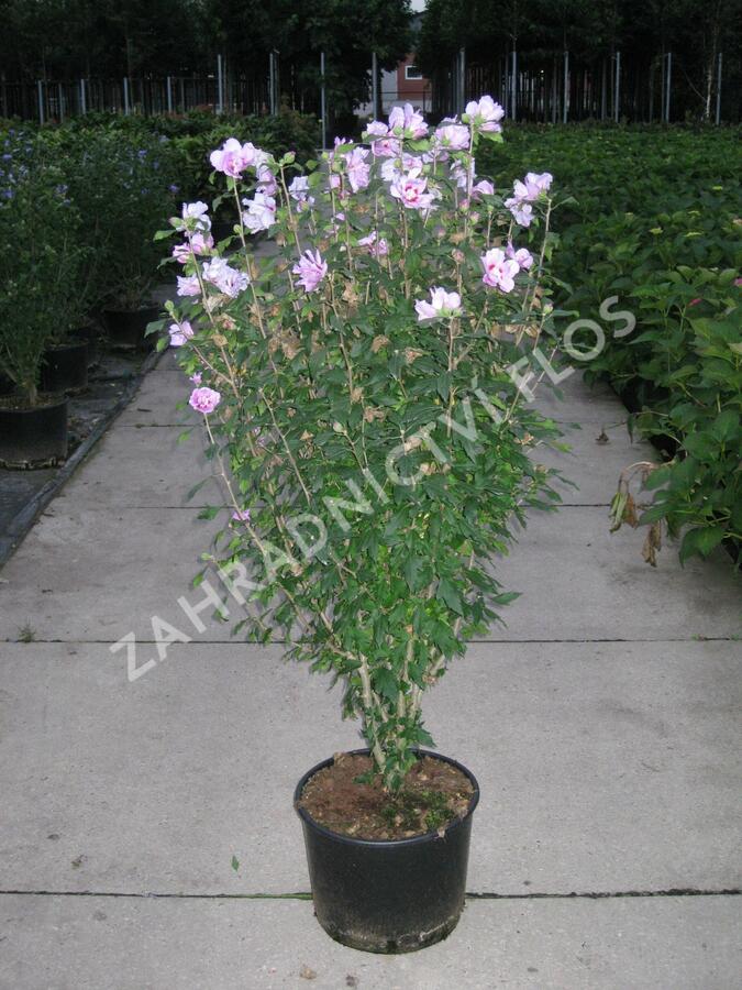 Ibišek syrský 'Ardens' - Hibiscus syriacus 'Ardens'