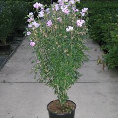 Ibišek syrský 'Ardens' - Hibiscus syriacus 'Ardens'