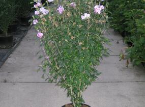 Ibišek syrský 'Ardens' - Hibiscus syriacus 'Ardens'