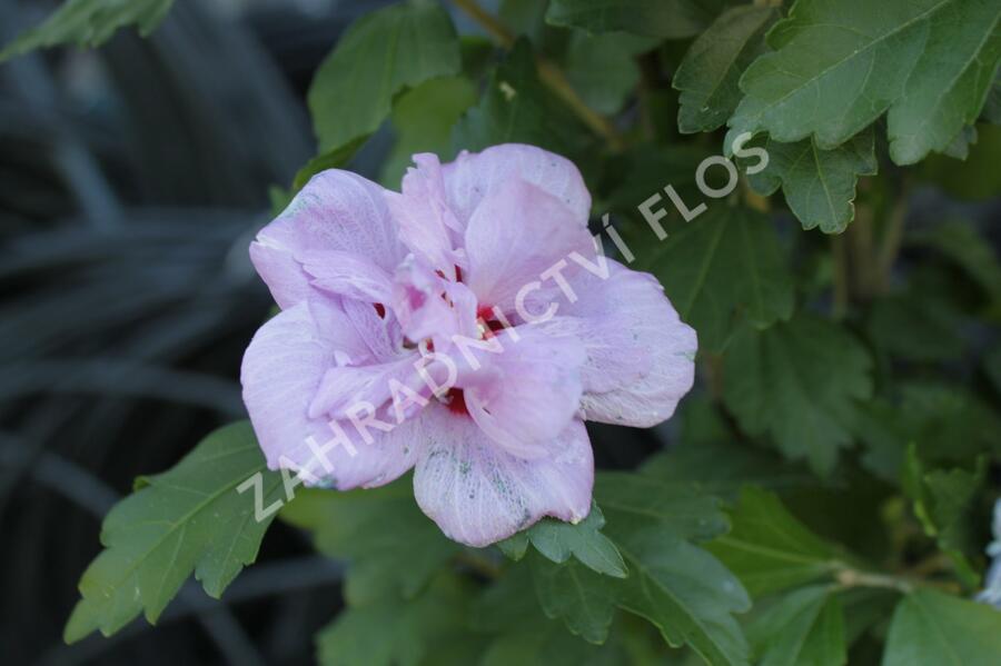 Ibišek syrský 'Ardens' - Hibiscus syriacus 'Ardens'