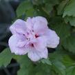 Ibišek syrský 'Ardens' - Hibiscus syriacus 'Ardens'