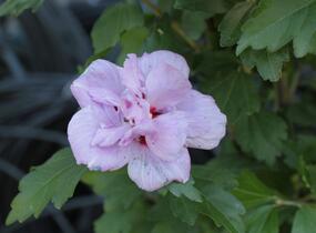 Ibišek syrský 'Ardens' - Hibiscus syriacus 'Ardens'