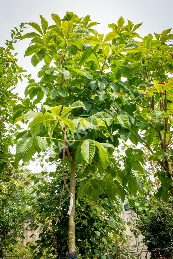 Jírovec maďal - Aesculus hippocastanum