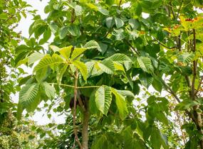Jírovec maďal - Aesculus hippocastanum