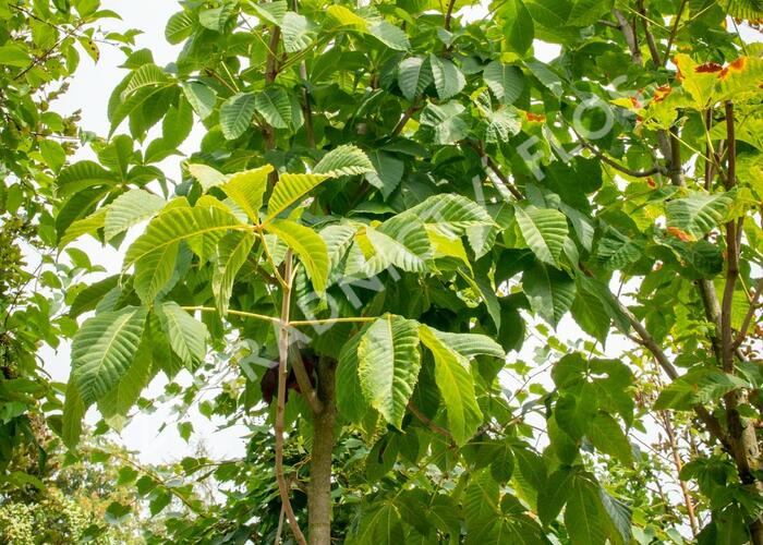 Jírovec maďal - Aesculus hippocastanum