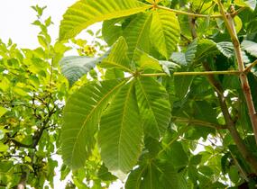 Jírovec maďal - Aesculus hippocastanum