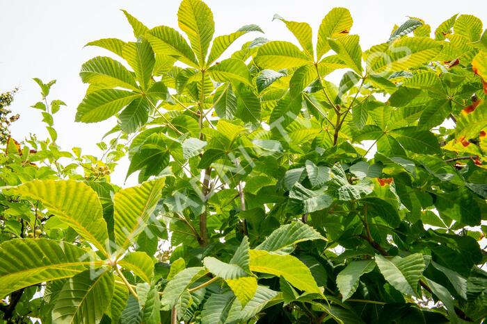 Jírovec maďal - Aesculus hippocastanum