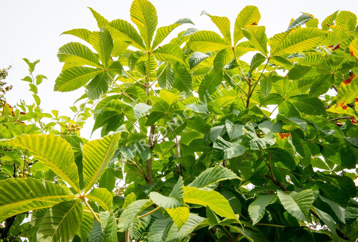 Jírovec maďal - Aesculus hippocastanum