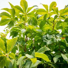 Jírovec maďal - Aesculus hippocastanum