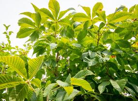 Jírovec maďal - Aesculus hippocastanum