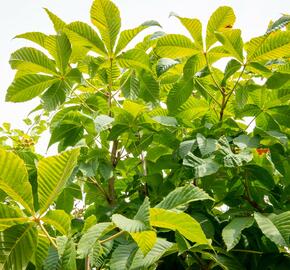 Jírovec maďal - Aesculus hippocastanum