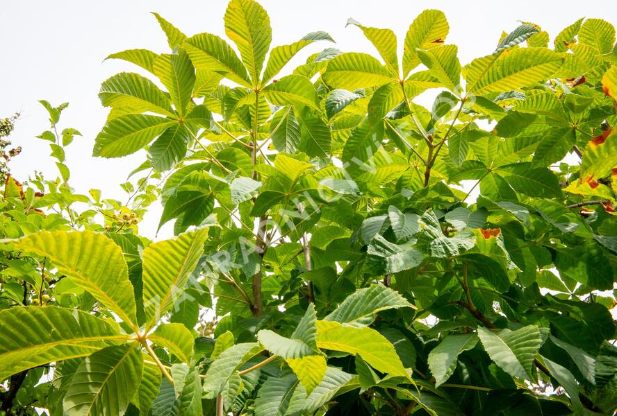 Jírovec maďal - Aesculus hippocastanum